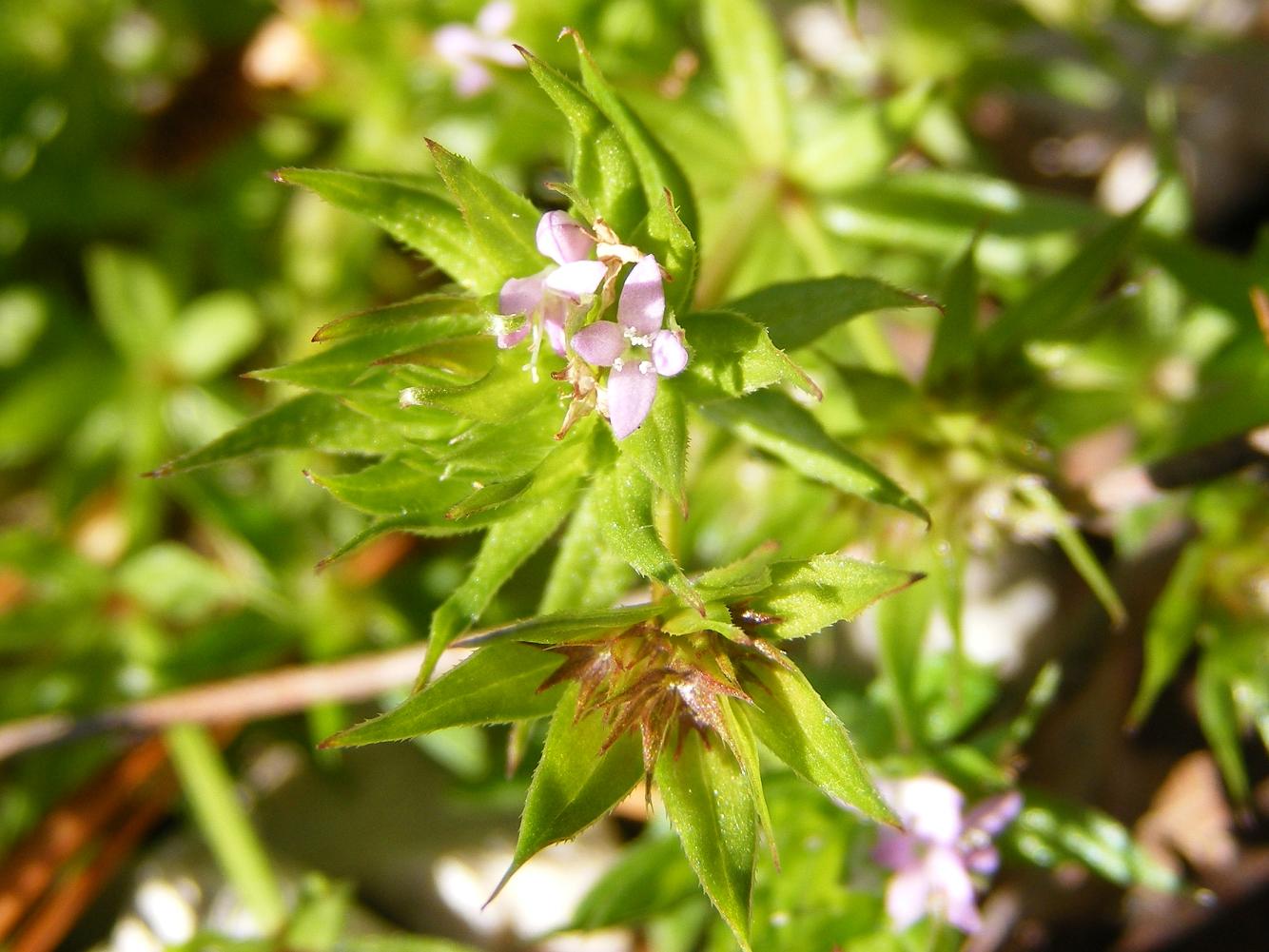 Sherardia arvensis / Toccamano